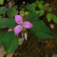 Sonerila silvatica Lundin